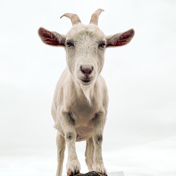 Goats Milk Soap Recipe - good for sensitive skin & eczema