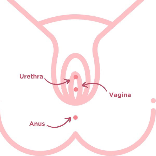 Dads guide to periods - urethra and vagina